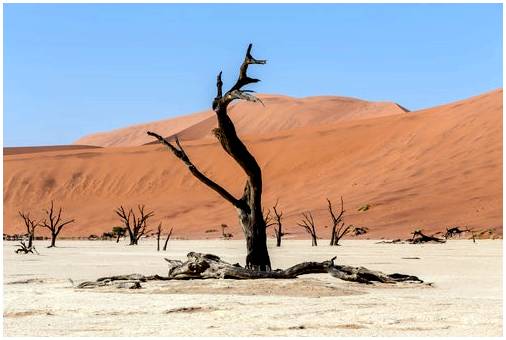 Мертвый Влей в Намибии, жуткий пейзаж