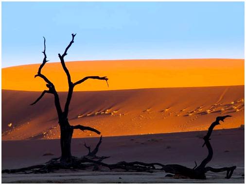 Мертвый Влей в Намибии, жуткий пейзаж