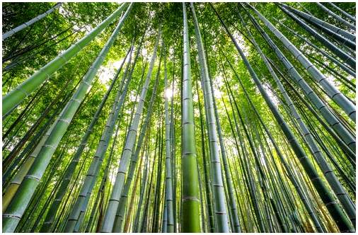 Фантастический бамбуковый лес Арасияма