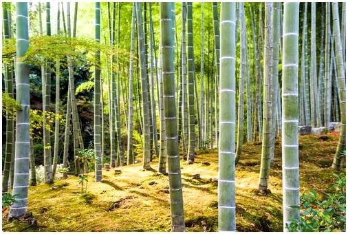 Фантастический бамбуковый лес Арасияма