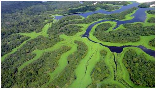 Архипелаг Анавилханас, волшебное место на Амазонке.