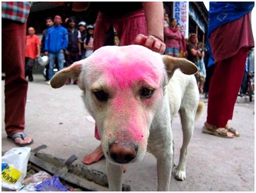 Красивый фестиваль в Непале в честь собак