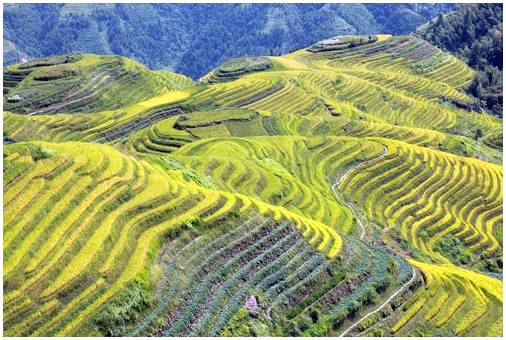 Рисовые поля в Китае, невероятные пейзажи