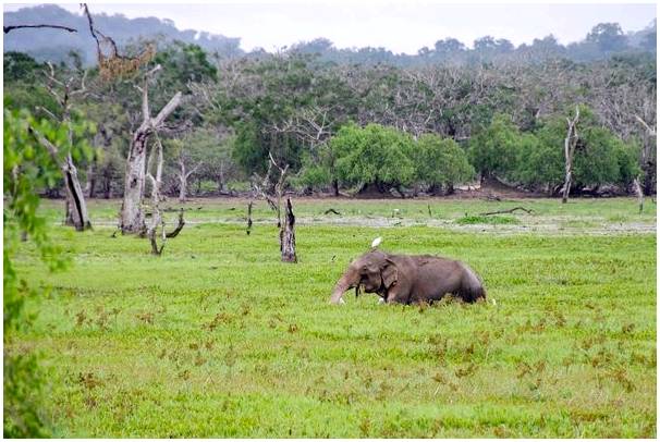 Сафари в национальном парке Яла на Шри-Ланке.