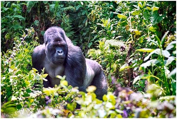 Увидеть горилл днем ​​и выпить кофе ночью в Кигали.