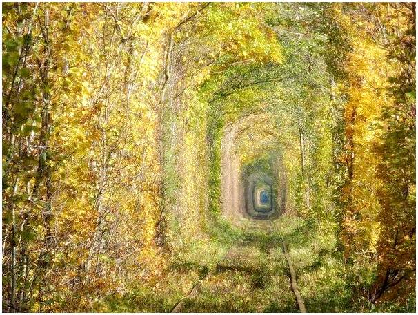 8 туннелей в деревьях, которые поразят вас