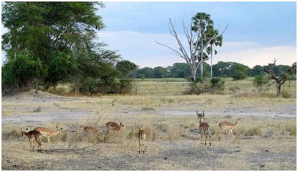Национальный парк Ливонде: природа Малави