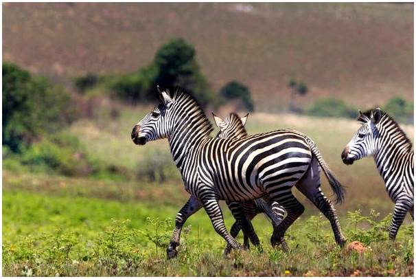 Национальный парк Ливонде: природа Малави