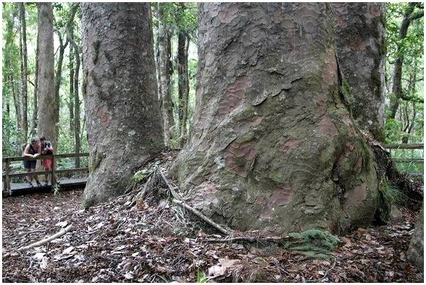 Древние деревья Северного острова Новой Зеландии