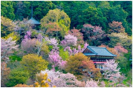 Ёсинояма в Японии и шоу цветения сакуры