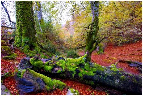 10 волшебных лесов, в которых захочется заблудиться