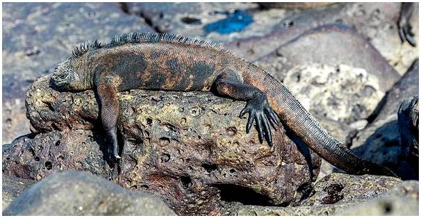6 животных, которых стоит увидеть на Галапагосских островах