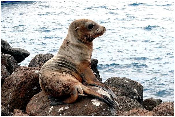 6 животных, которых стоит увидеть на Галапагосских островах