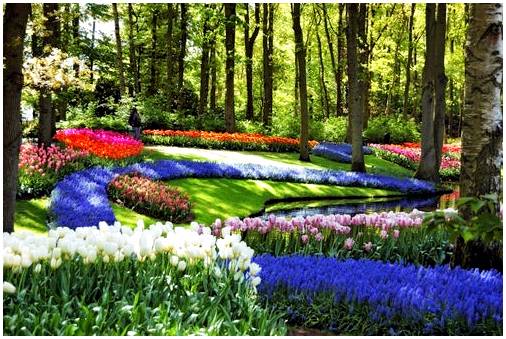 Кёкенхоф, самый красивый сад в Голландии