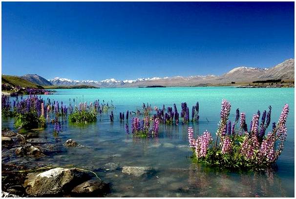 Озеро Текапо, одно из природных сокровищ Новой Зеландии.