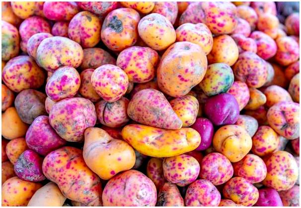 Откройте для себя разнообразие местного картофеля Перу.