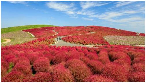 Замечательный приморский парк Хитачи в Японии