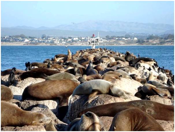 Монтеррей в США: встречайте морских львов