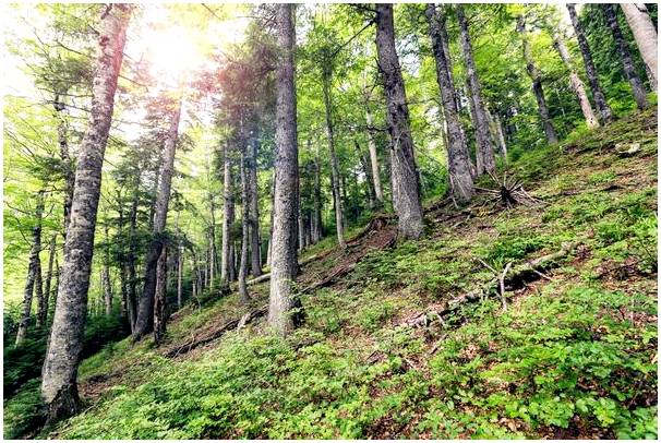 Перучица в Боснии: тропический лес в Европе