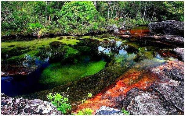 Посетите необычную экосистему Каньо Кристалес в Колумбии.