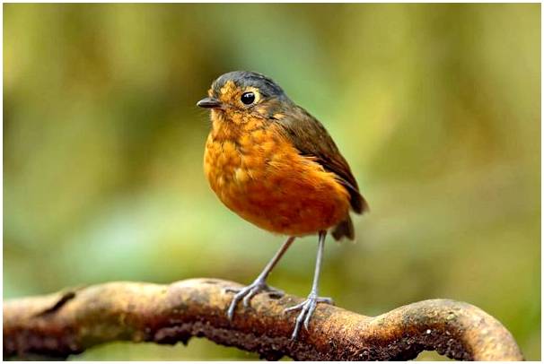 7 направлений в Латинской Америке для любителей птиц