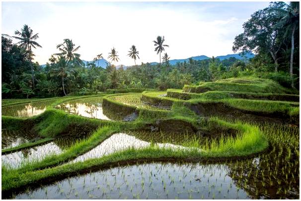 Рисовые поля Джатилувих в Индонезии
