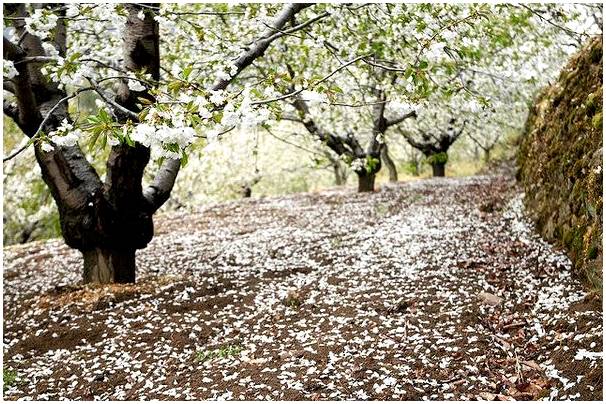 Цветение вишневых деревьев в долине Херте, чистое волшебство