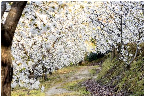 Лучшее время, чтобы увидеть цветение сакуры в долине Херте.