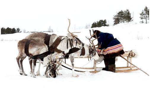 Лапландия, ваша идеальная рождественская поездка