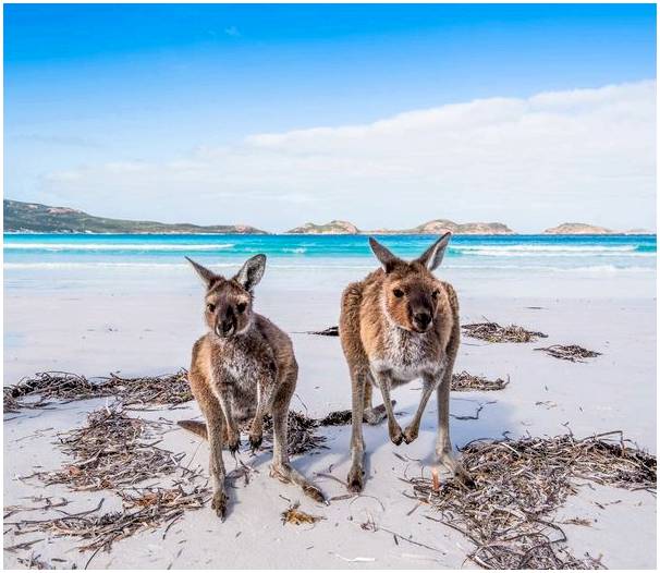 Лучшие места в Австралии, чтобы увидеть коал и кенгуру