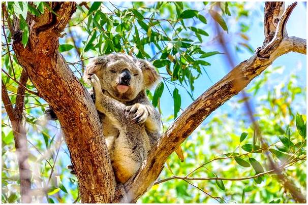 Лучшие места в Австралии, чтобы увидеть коал и кенгуру