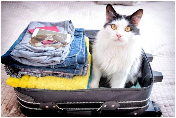7 советов для путешествий с домашним животным