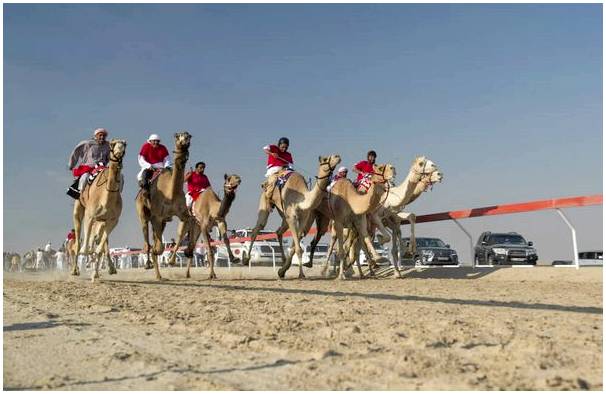 Откройте для себя фестиваль верблюдов в Саудовской Аравии.