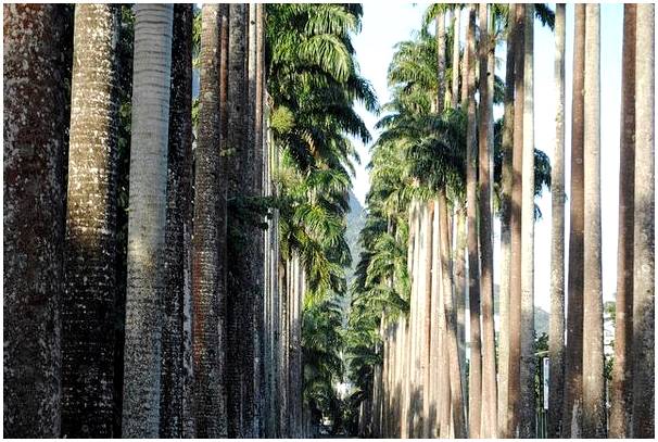 Ботанический сад Рио-де-Жанейро: настоящее чудо