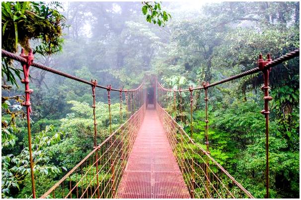 Откройте для себя сказочные леса Коста-Рики.