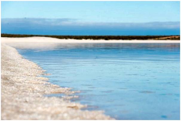 Shell Beach: покрытый ракушками пляж в Австралии.