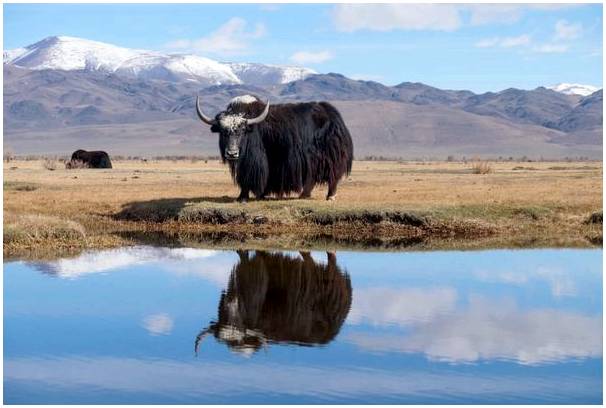 Познакомьтесь с дикой природой на Тибетском плато.