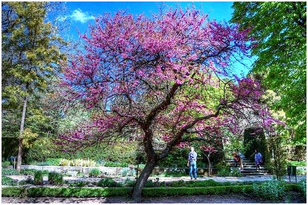 Проведите день с семьей в Ботаническом саду Мадрида.