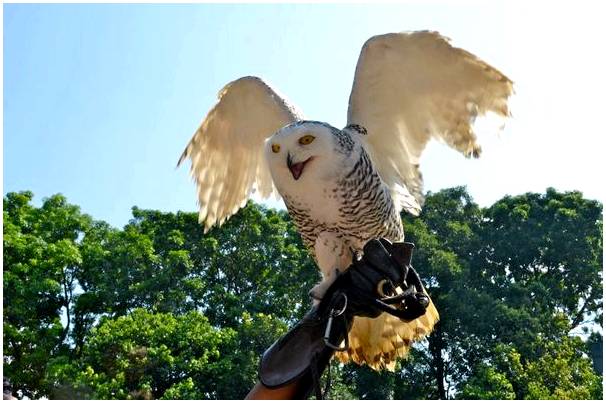 Парк птиц Джуронг: откройте для себя огромный вольер в Сингапуре