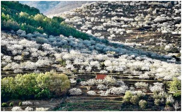 Цветение вишневых деревьев в долине Херте, чистое волшебство