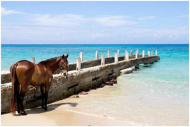 Плавание с лошадьми - одно из лучших впечатлений на Ямайке.