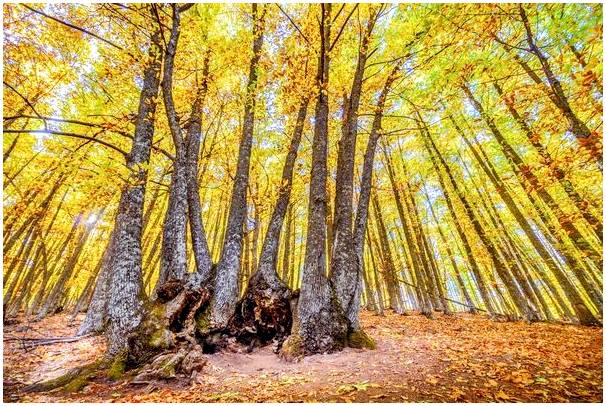 Испанские леса в картинках: красота в чистом виде