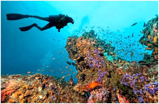 Дайвинг на Мальдивах: познакомьтесь с их фантастическим подводным миром
