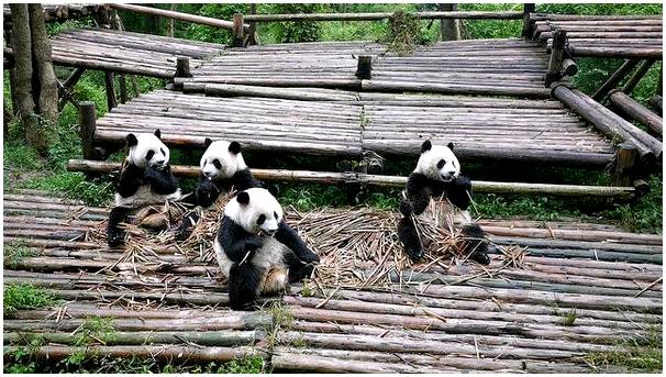 Домашние панды и вкусная сычуаньская еда в Китае