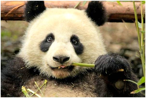 Погладьте панд и попробуйте вкусную сычуаньскую еду в Китае
