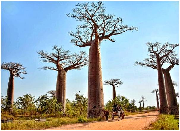 Остров Мадагаскар и практика экотуризма