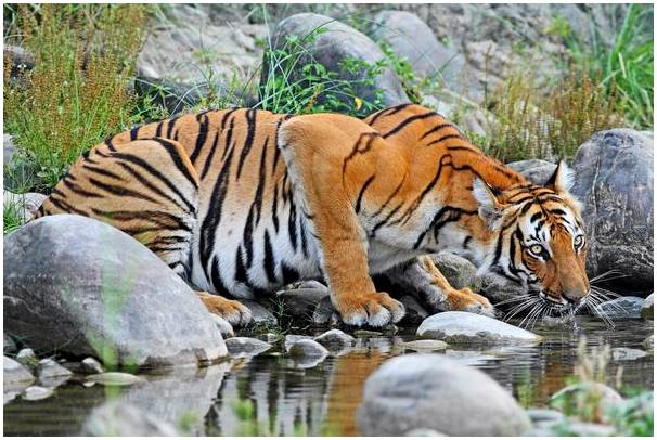 Дикая природа в национальном парке Читван