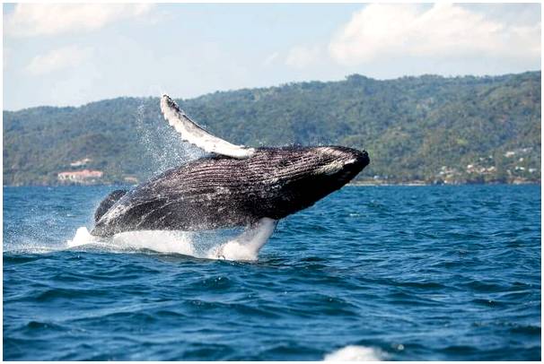 Страны, где можно насладиться наблюдением за китами
