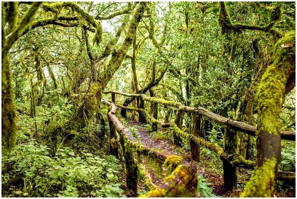 10 волшебных лесов, в которых захочется заблудиться