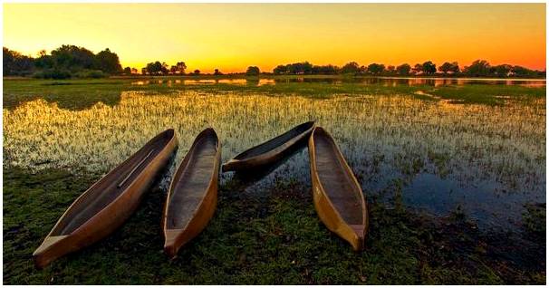 Ботсвана: дикая природа в дельте Окаванго
